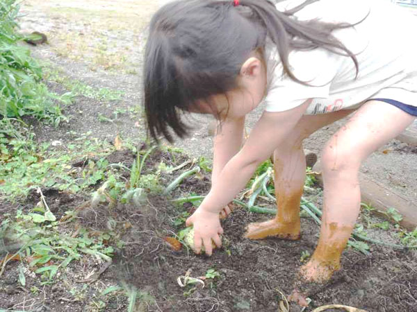 年間行事10月芋ほり